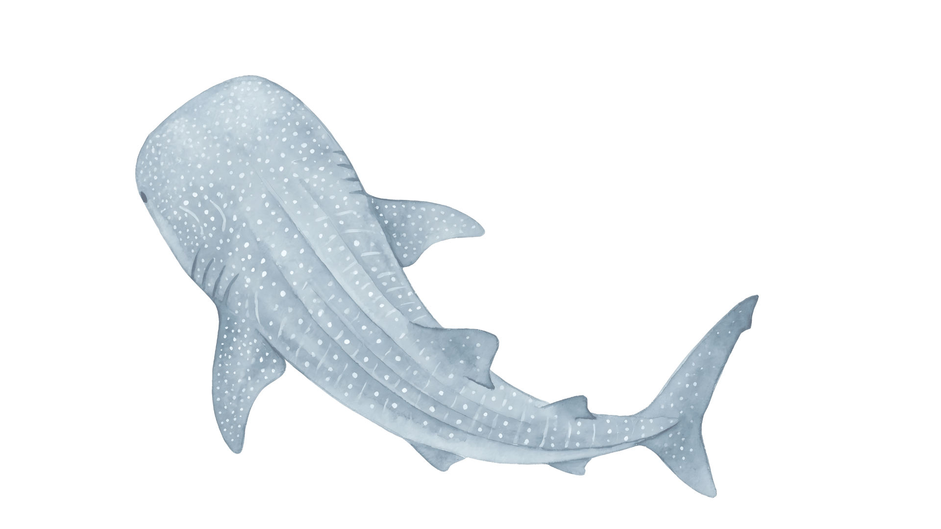 Whale Shark Superior