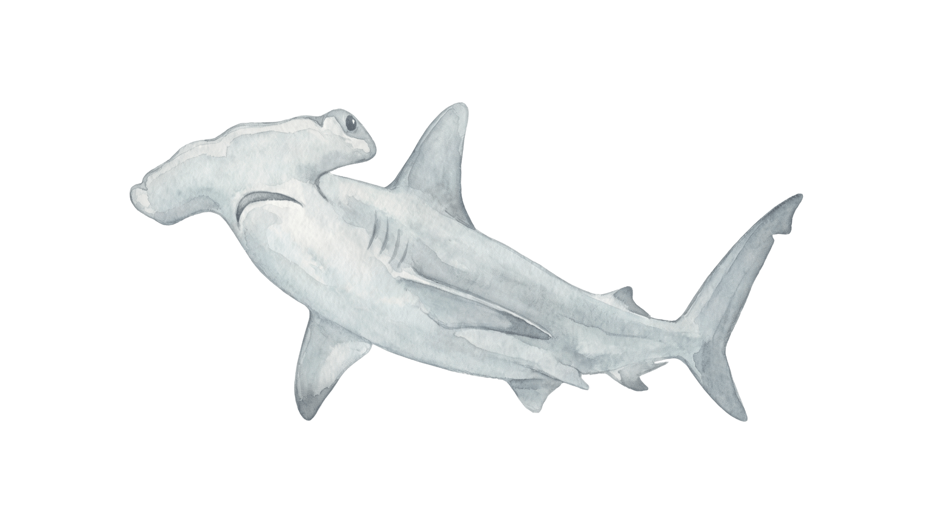 Hammerhead Room