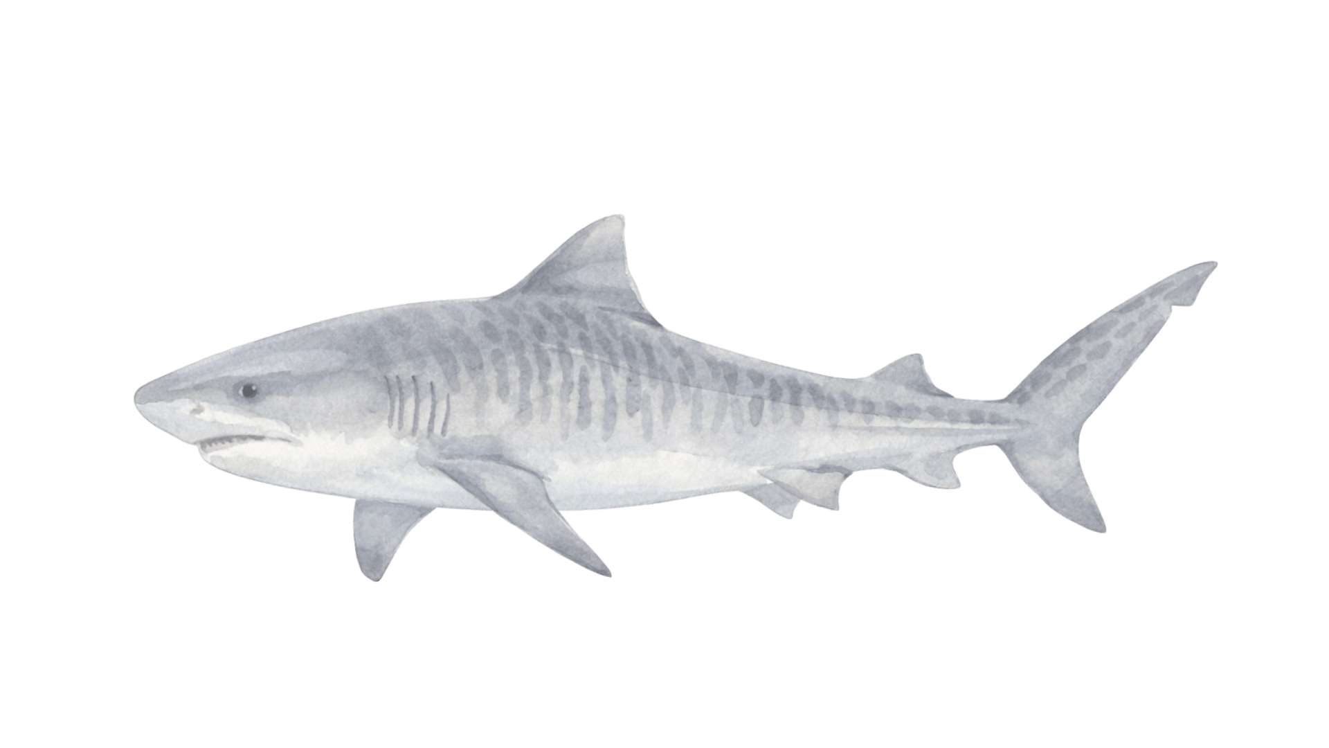 Tiger Shark Superior
