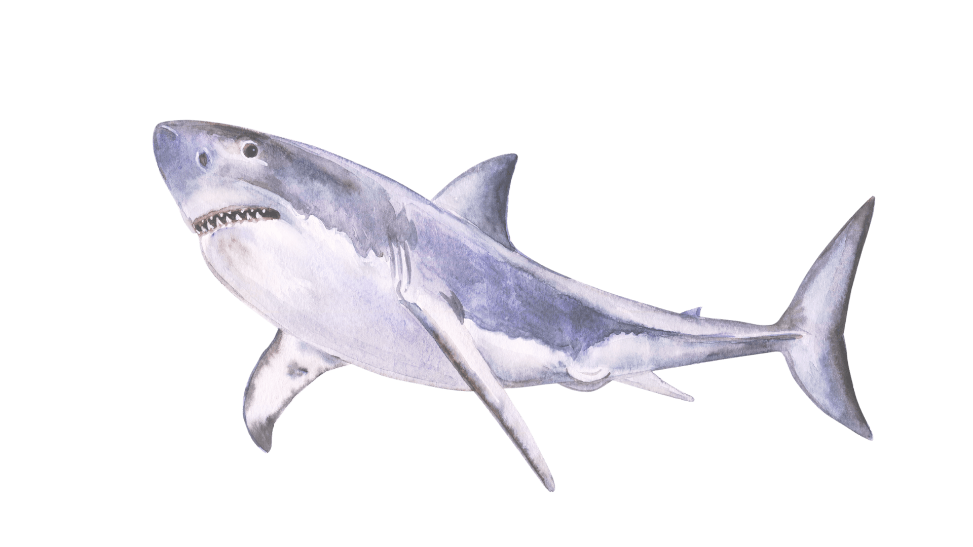 Great White Deluxe